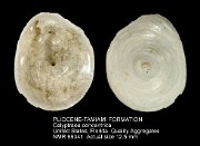 PLIOCENE-TAMIAMI FORMATION Calyptraea concentrica